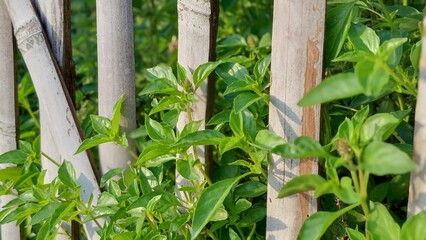 Lush Green Basil Plants Growing Beside Weathered Bamboo Fence