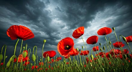Obraz premium Vibrant poppies against a dark stormy sky.jpg