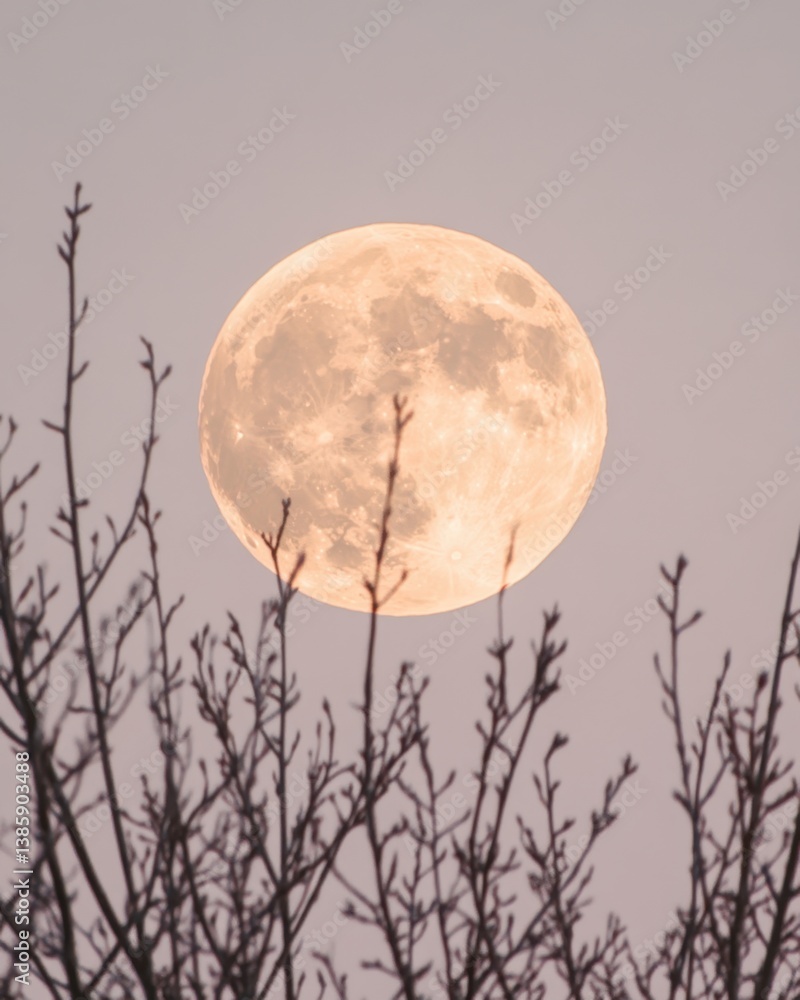 Poster ethereal full moon glowing brightly behind bare tree branches creating a tranquil and serene nightsc