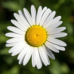 Fototapeta premium A close-up of a vibrant daisy with bright yellow center.jpg