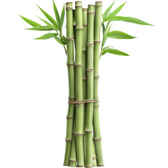 Fototapeta premium Lush bamboo plant growing in a serene environment emphasizing tranquility and natural beauty of green foliage and stems isolated on transparent background..