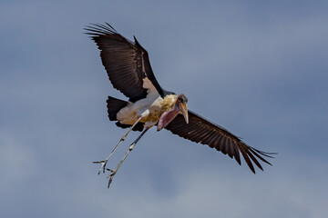 Marabou stork, Africa