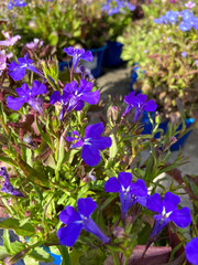 Lobelia erinus or Edging lobelia with blue flowers ornamental garden plant close up.Selective focus.