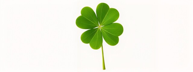 A four leaf clover on a white background.