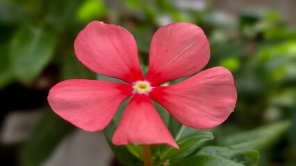 Pink Periwinkle (Vinca minor) Flower Close Up Soft Focus Green Background