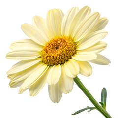 Creamy yellow daisy flower isolated on black background