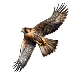 Fototapeta premium falcon flying with wings spread, Isolated on Transparent Background