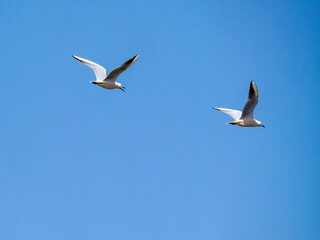 Two flying black-headed gulls (Chroicocephalus) over the harbor basin of Houmt Souk.