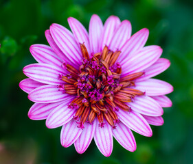 close up of pink flower
