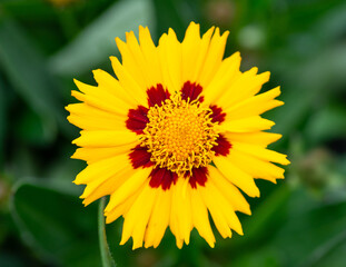 yellow flower in the sun