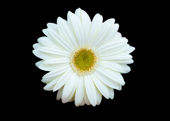 white daisy flower