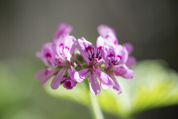Obraz premium Fleurs de géranium