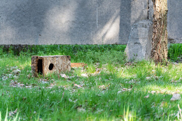 A broken birdhouse made of chipboard lies in the green grass next to the trunk of a tree, its lid is half destroyed. There is a grey concrete wall in the background.