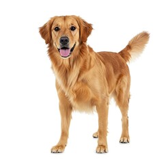 Standing Golden Retriever Dog Isolated on White Background, Fluffy Tail, Happy Expression