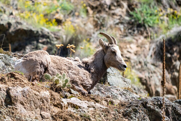 Rocky Mountain Big Horn Sheep in Hells Canyon, Washington