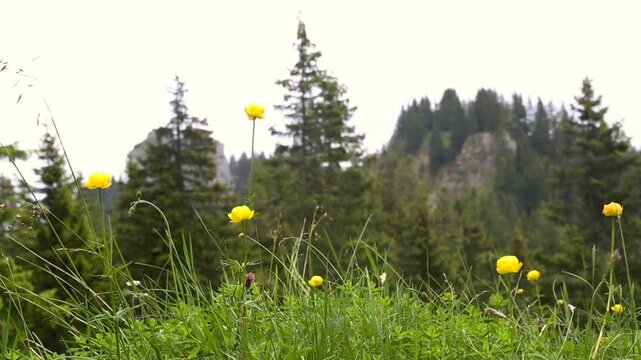 Sunny mountain landscape in the Bavarian Alps, Germany