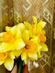 Fototapeta premium yellow daffodil flower 