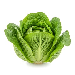 Obraz premium Head of Fresh Green Romaine Lettuce on White Background, Isolated Raw Vegetable for Salad Preparation