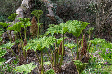 New leaves of the Gunnera or brazilian giant rhubarb plant