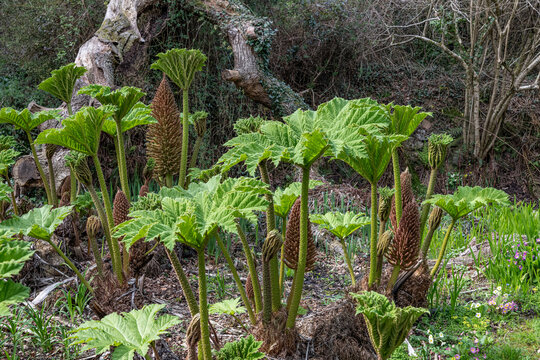 New leaves of the Gunnera or brazilian giant rhubarb plant