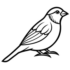 Fototapeta premium Sparrow Vector Illustration – Cartoon Clipart & Line Art Printable Design