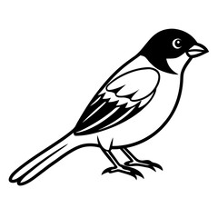 Sparrow Vector Illustration – Cartoon Clipart & Line Art Printable Design