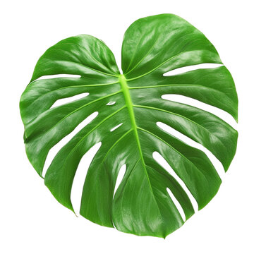 Unusual monster leaf with unique shapes and patterns growing naturally in a lush green environment for a stunning effect isolated on transparent background..