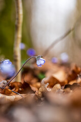 Blaue Anemone Hepatica 