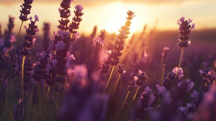 Lavender Sunset: A Serene Field of Purple Blooms at Golden Hour