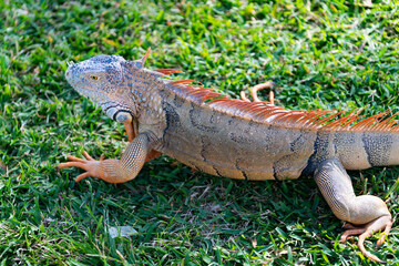 Exotic reptile animal. Wildlife fauna. Reptile animal in tropical rainforest. Wildlife zoo jungle. Iguana lizard in jungle. American iguana herbivorous lizard. Exotic iguana reptile. Iguana species