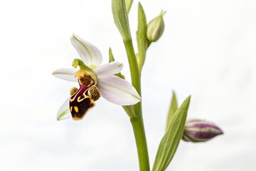 bee on white flower