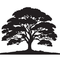 Fototapeta premium Vector silhouettes of old oak trees illustrate seasonal growth in a black forest landscape