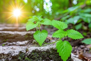 Sunlight illuminates lush green leaves growing on a rocky forest path in the early morning