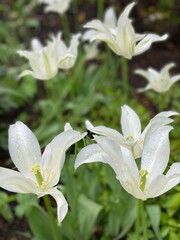lily of the valley