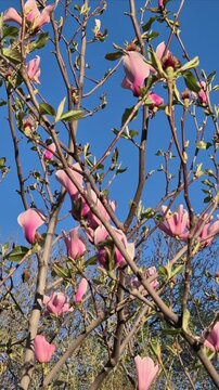 Pink magnolia flowers blooming