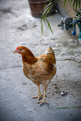 Hubbard brown chicken walking in an urban garden.