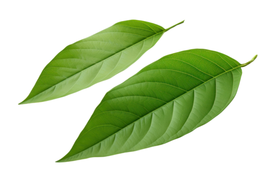green cocoa leaf with a smooth surface and pointed tip, positioned at a slight angle Isolated on white background