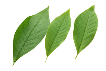 Obraz premium green cocoa leaf with a smooth surface and pointed tip, positioned at a slight angle Isolated on white background