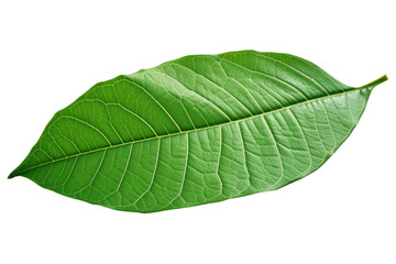 Obraz premium single green cocoa leaf showing its natural texture and intricate vein pattern Isolated on white background
