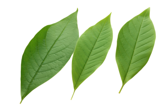 green cocoa leaf with a smooth surface and pointed tip, positioned at a slight angle Isolated on white background