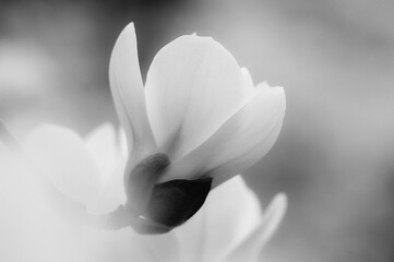 Large white magnolia flower on light background
