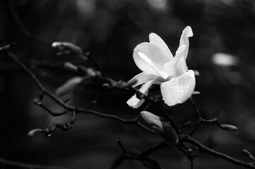 Beautiful white magnolia flower in raindrops on a branch on a dark background