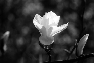 black and white photo magnolia flower bloom on dark background