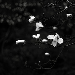 Beautiful white magnolia flower in raindrops on a branch on a dark background