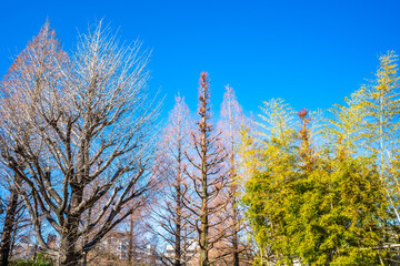 Fototapeta premium Relax natural tree in winter under clear blue sky, for background