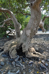 Beautiful nature in the jungles of Thailand