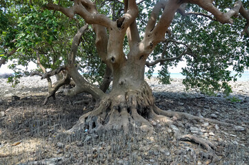 Beautiful nature in the jungles of Thailand