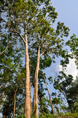 Fototapeta premium Beautiful nature in the jungles of Thailand
