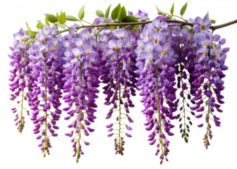 Hanging branch of purple wisteria flowers isolated on white background, ideal for wedding and floral themes.