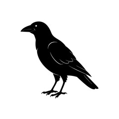 crow on a white background